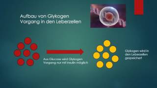 Regulation GlykogenAufbau und Abbau [upl. by Inol]