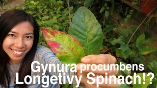 How Gynura Procumbens Longevity Spinach Look Year Round [upl. by Maurits]