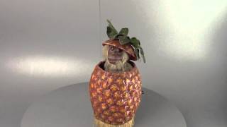 Monkeyinpineapple musical automaton by Roullet amp Decamps [upl. by Janene]