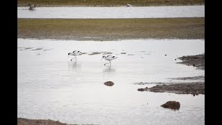 Avocet  Recurvirostra Avocetta  Titchwell Marsh 30th Mar 2024 [upl. by Dobson513]