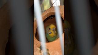 Bird inside the house🫶🏻🦜budgies birdhouse parakeet cute birdsounds viral shorts [upl. by Nanaek129]