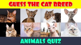 Cat Breeds Quiz [upl. by Eronel]