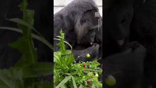 Worlds Oldest Gorilla Fatou Celebrates 66th Birthday 🎂 [upl. by Ellehcram]