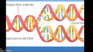 DNA trascrizione e traduzione [upl. by Yacano]