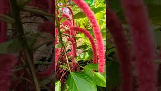 Chenille plantKozhivalanchenille youtubeshorts naadanvibe [upl. by Atterrol]