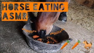 HORSE EATING ASMR 🥕Carrot 🥕crunching chewing noises [upl. by Craner355]