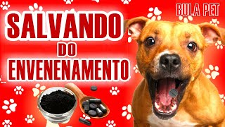 COMO SALVAR SEU ANIMAL  após ingerir veneno ou toxina  O PODER DO CARVÃO ATIVADO [upl. by Oiram]