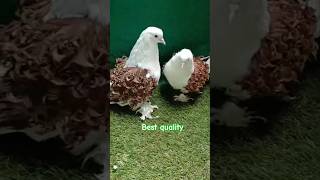 Frillback pigeon sale  All India transportation [upl. by Aniakudo230]