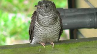 Vroege Vogels  Heggenmus voert koekoeksjong [upl. by Hazeefah472]