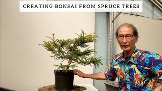 Creating bonsai From Spruce Trees [upl. by Amadis]