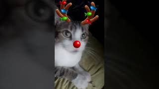 efeito de natal para os gatinhos meus amiguinhos ðŸ±ðŸ§¡ðŸŽ„ [upl. by Aylad]