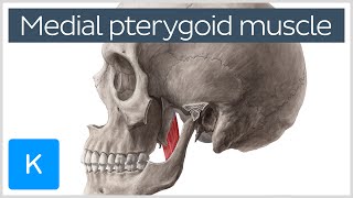 Medial Pterygoid Muscle Origin Insertion Function amp Nerve Supply  Anatomy  Kenhub [upl. by Lenwood]