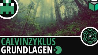 Calvinzyklus Grundlagen einfach erklärt│Biologie Lernvideo Learning Level Up [upl. by Hannus]