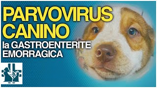 Parvovirus nel cane  la gastroenterite emorragica [upl. by Cullan]