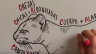 Conocé al yaguarundí el nuevo felino registrado en Uruguay [upl. by Ayatnohs709]