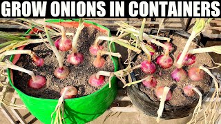 How To Grow Onions  SEED TO HARVEST [upl. by Sulihpoeht923]