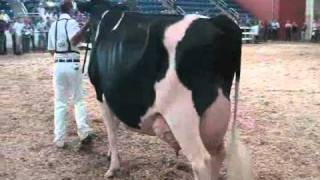 Eastern Fall National Holstein Show  Aged Cows [upl. by Llehcal872]