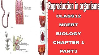 Reproductioninorganisms class12 NCERT Biology Chapter1PART3 Reproductionfor BOARDSNEETUPSC [upl. by Lauraine]