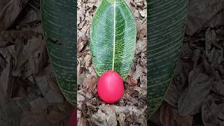 Finding some millipedes and egg millipede egg millipedes fypシ゚ [upl. by Rehpinnej530]