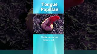 Fun Facts About Tongue Taste Buds for Kids  Science Explained facts biology [upl. by Aloiv456]