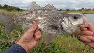 Two PBs in Ten Minutes  Fishing for Estuary Perch amp Bream [upl. by Rednav200]