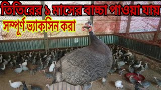 তিতিরের ১ মাসের ভ্যাকসিন করা বাচ্চা পাওয়া যায়  বাচ্চা পেতে আমাদের সাথে যোগাযোগ করুন  তিতির মুরগি [upl. by Aldo]