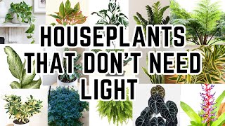 Top 20 Low Light Houseplants For Dark Rooms These Don’t Die [upl. by Gord]