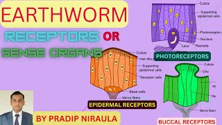 RECEPTORS OR SENSE ORGANS OF EARTHWORM II EARTHWORMCLASS 11 II NEB II CEE II PRADIP NIRAULA [upl. by Atterg]