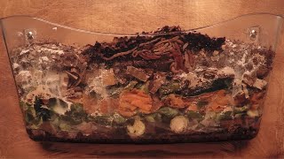 Euro Nightcrawler Worms 98Day TimeLapse FULL  vermicomposting [upl. by Ecurb]