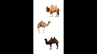 🐪 Types Of Camels 🐫  3 Species Of Camels  Learn Types Of Camels In English [upl. by Bryce695]