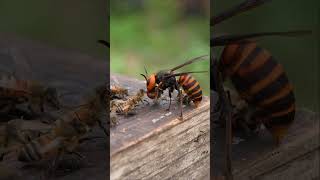 Brave Honeybees Take on Giant Hornet in Slow Motion [upl. by Llennor]