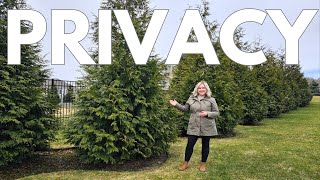 Top 2 Privacy Screen Trees Grow A Living Fence Green Giant vs Emerald Green Arborvitae Comparison [upl. by Imas948]