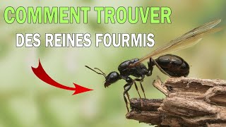 COMMENT TROUVER UNE REINE FOURMI [upl. by Eelime554]