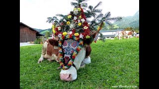 Almabtrieb  Cattle Drive Reith im Alpbachtal Austria Tyrol [upl. by Mair]