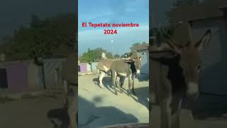 El Tepetate noviembre 2024 [upl. by Elihu]