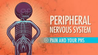 Peripheral Nervous System Crash Course Anatomy amp Physiology 12 [upl. by Cheyney]