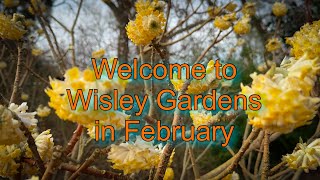 Vlog 147  Exploring Wisley Garden in February A Winter Wonderland [upl. by Melas]