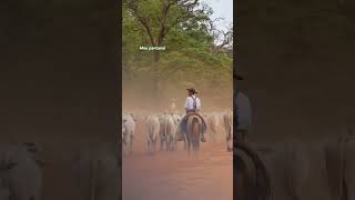 pantanal pecuariabrasileira comitivasdobrasil vaquejada fazenda comparison sertanejo sertão [upl. by Alonzo]