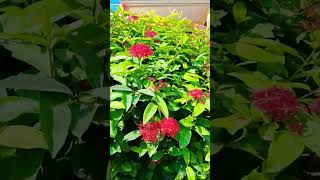 IXORA PLANT WINTER ME LAGAIYE ixora gardening short [upl. by Analaf]