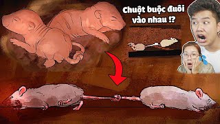 Cuộc Sống Của 2 Con Chuột Bị Buộc Đuôi Vào Nhau Sẽ Như Thế Nào  bqThanh amp Ốc Chơi Rattenkonig Buồn [upl. by Sanfourd791]