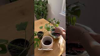 Styling A Rhaphidophora tetrasperma  Houseplants [upl. by Abagael]