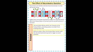 Answering an a Biology question on the effect of neurotoxins on nervous transmission in the heart [upl. by Francyne]