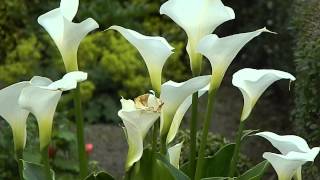 Zantedeschia aethiopica [upl. by Anivla]