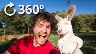 360º Talking Kangaroos  Australia 4K [upl. by Oinolopa369]