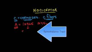 Nociception 1 of 4 A Fibers vs C Fibers [upl. by Tenrag]