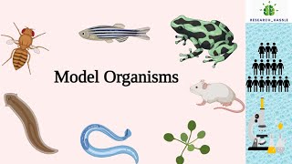 Model Organisms [upl. by Ludly703]