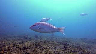 South Texas Nearshore Reef Underwater Video  Sept 1 2018 [upl. by Lateh]