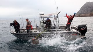 Huge Halibut amp Coalfish Topwater Action – A Lofoten Fishing Adventure [upl. by Trebleht]