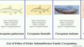 List of Fishes of Order Salmoniformes Family Coregoninae coregonus cisco whitefish alpinus Pollan [upl. by Orips]