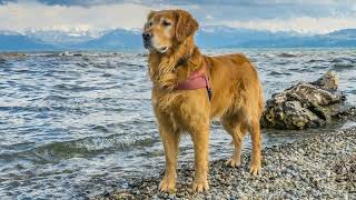 Urlaub mit Hund am Bodensee  so schön kann Urlaub mit Hund8en am Bodensee sein [upl. by Parthinia]